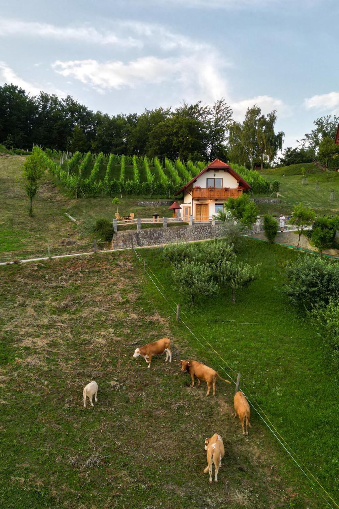 Vineyard Cottage Krivic Trebelno Extérieur photo